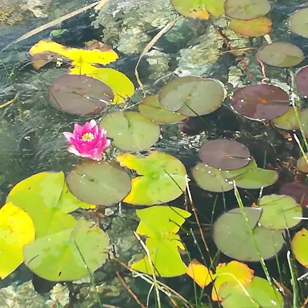 Les Arrebourits 4 Etoiles בית נופש *