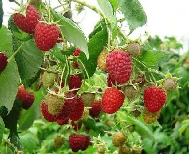 Les Arrebourits 4 Etoiles